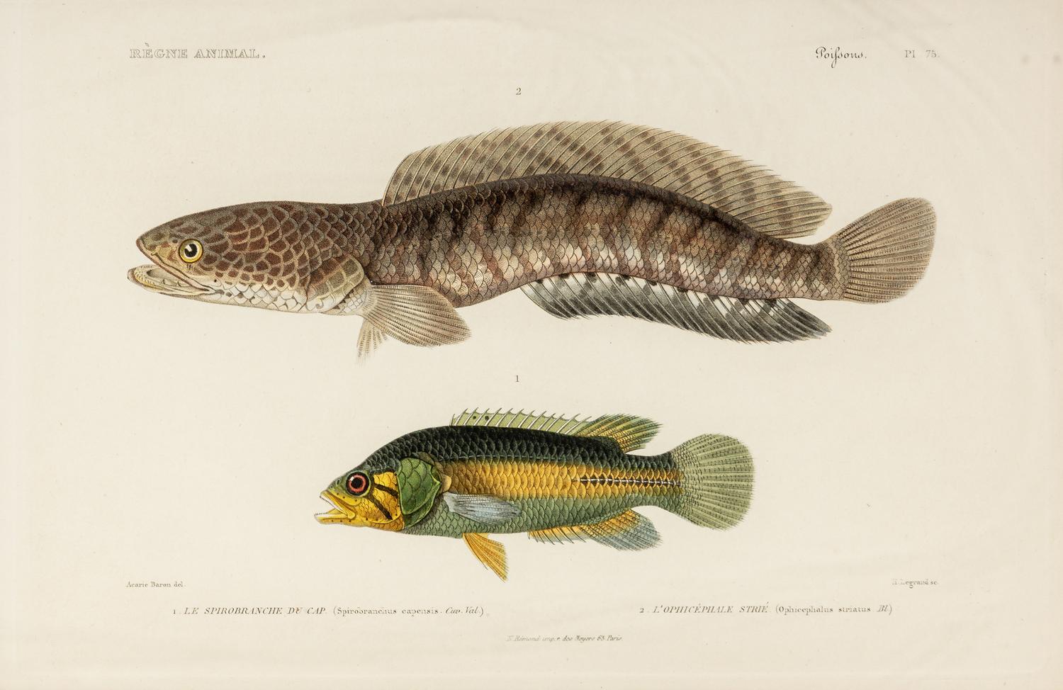 A Set of Eight Hand-Colored Fish Engravings