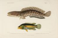 A Set of Eight Hand-Colored Fish Engravings