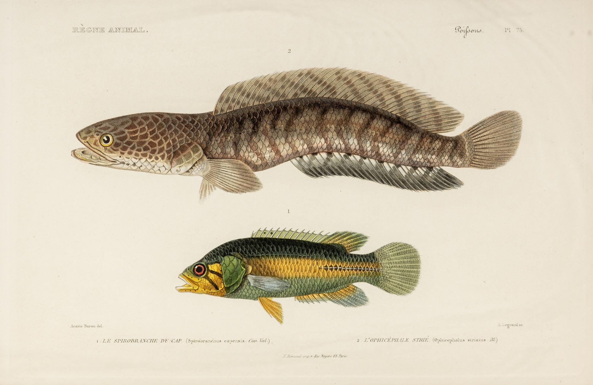 A Set of Eight Hand-Colored Fish Engravings