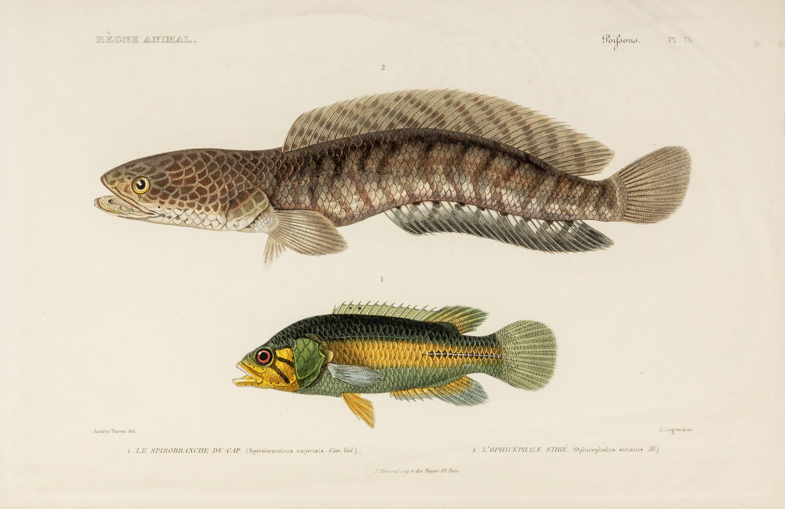 A Set of Eight Hand-Colored Fish Engravings