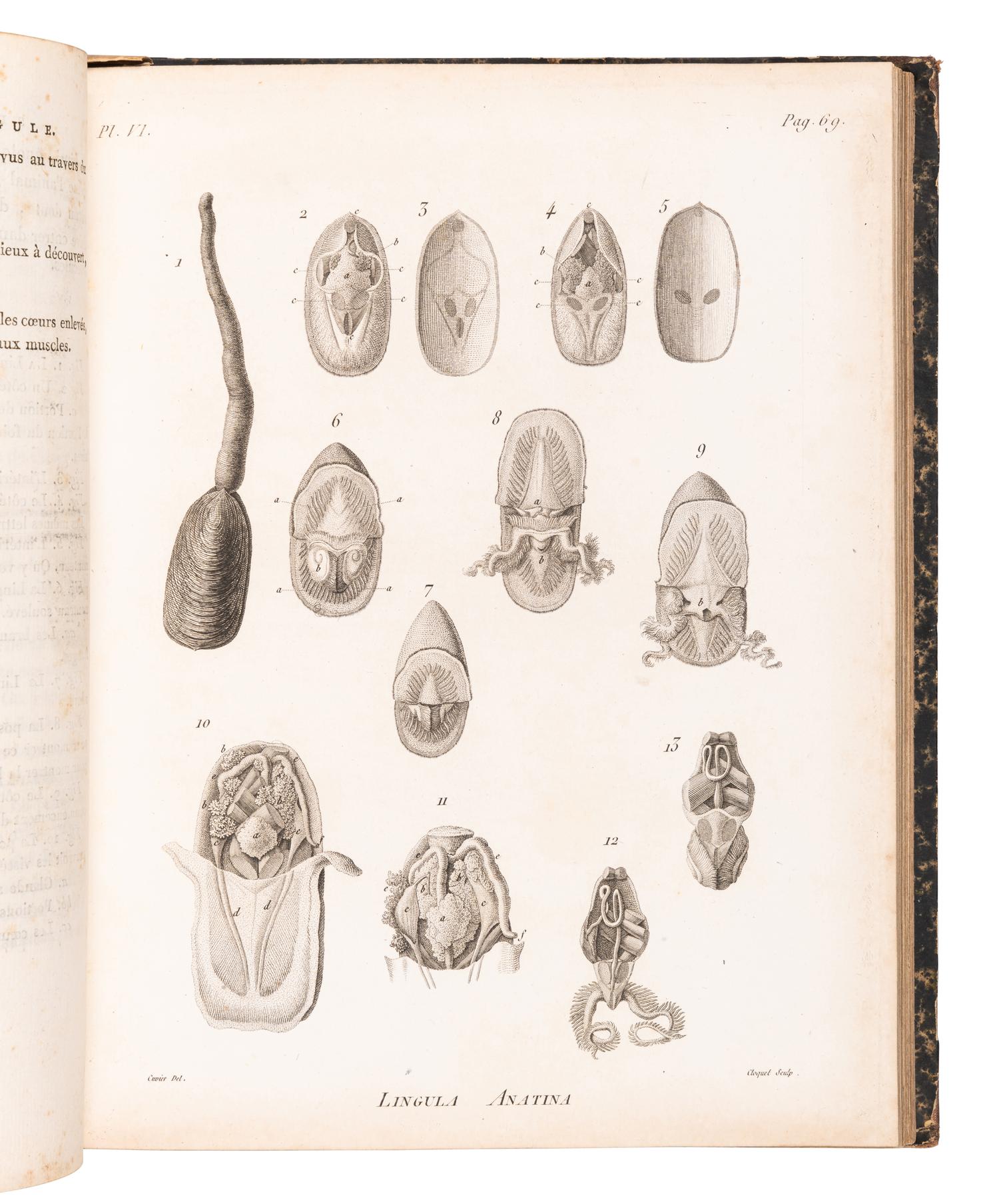 CUVIER, Georges L. C., Baron (1769-1832). A sammelband of 16 articles originally appearing in the Annales du Museum d'Histoire Naturelle . Paris, ca 1802-1815. Comprising: