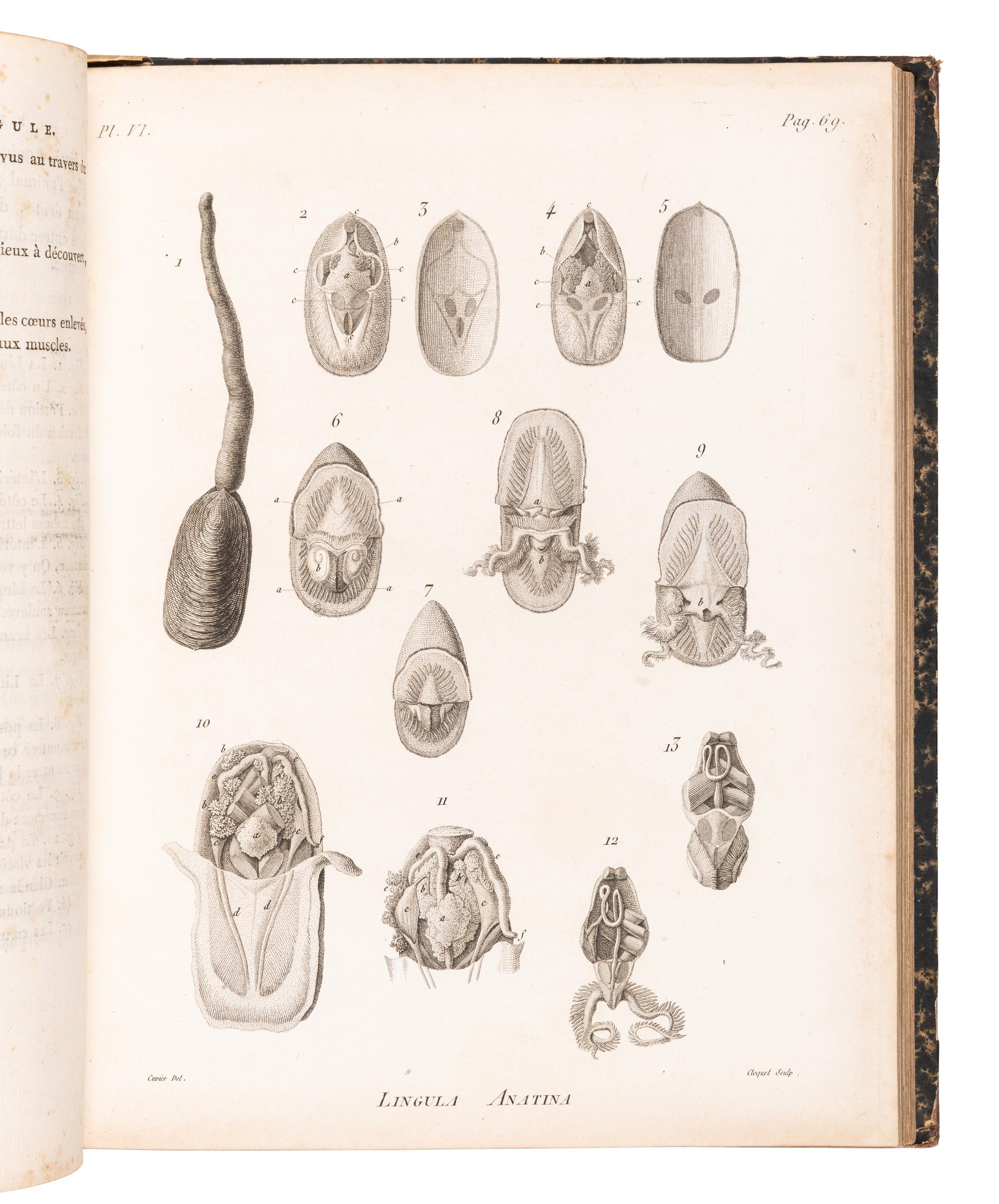 CUVIER, Georges L. C., Baron (1769-1832). A sammelband of 16 articles originally appearing in the Annales du Museum d'Histoire Naturelle . Paris, ca 1802-1815. Comprising: