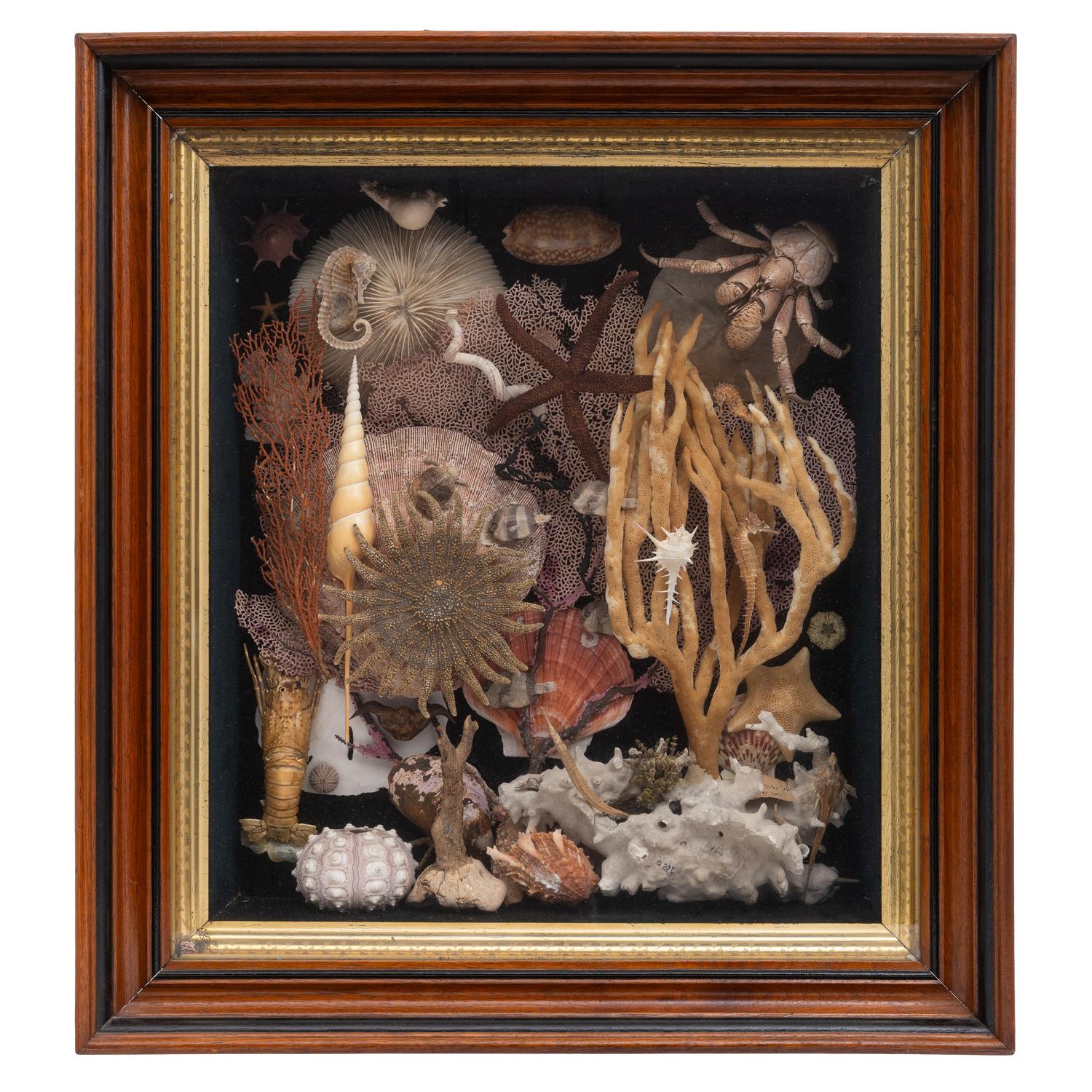 A Victorian Seashell and Taxidermy Crustacean Diorama