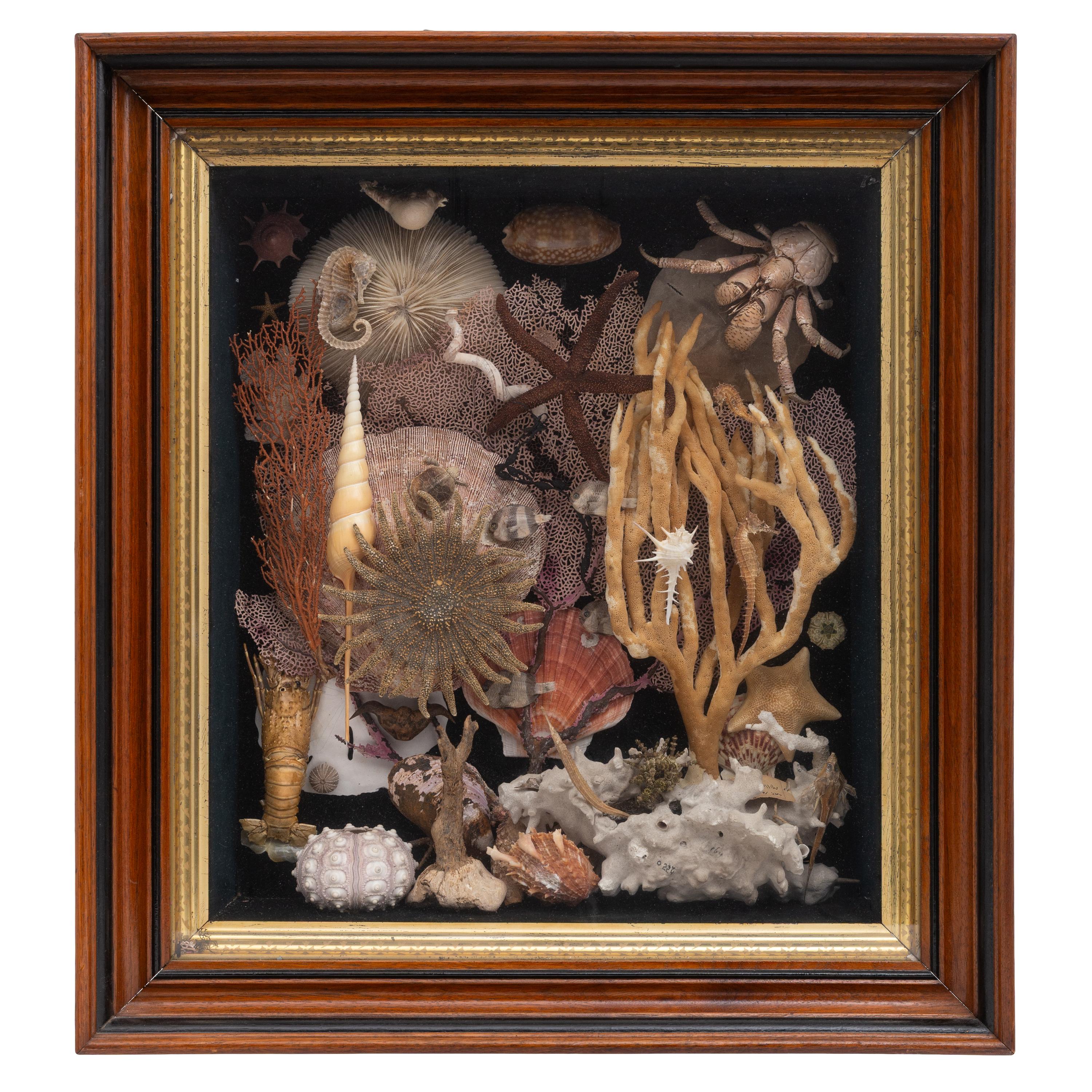 A Victorian Seashell and Taxidermy Crustacean Diorama