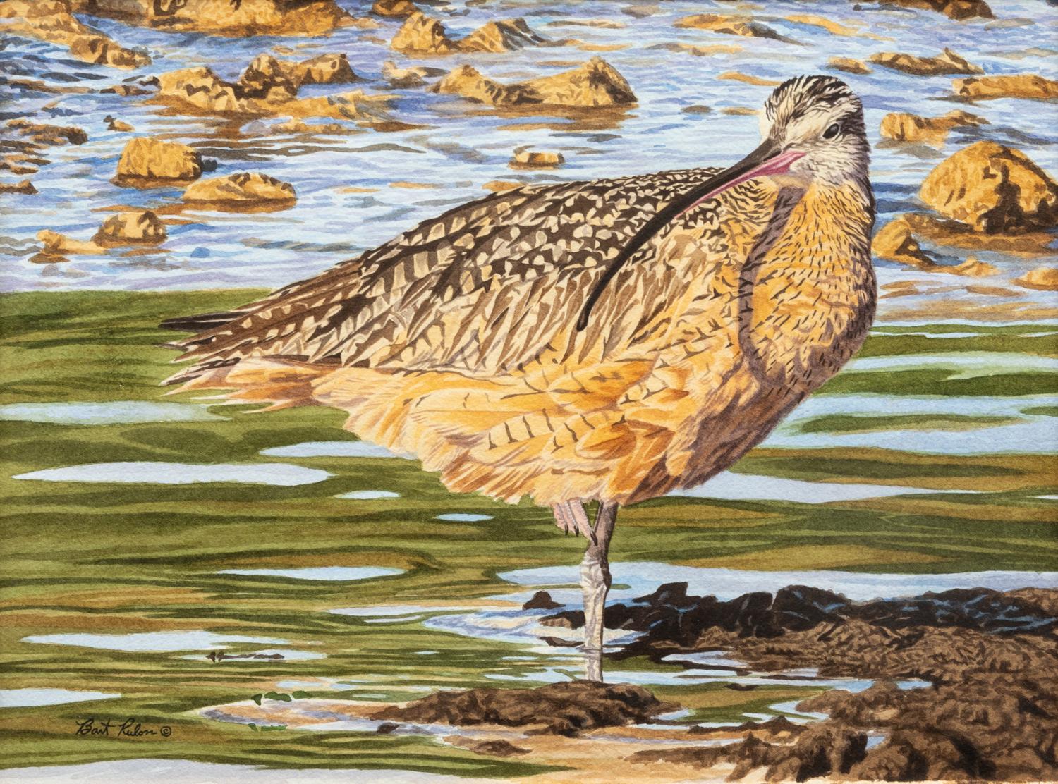 Long-Billed Curlew , 2004