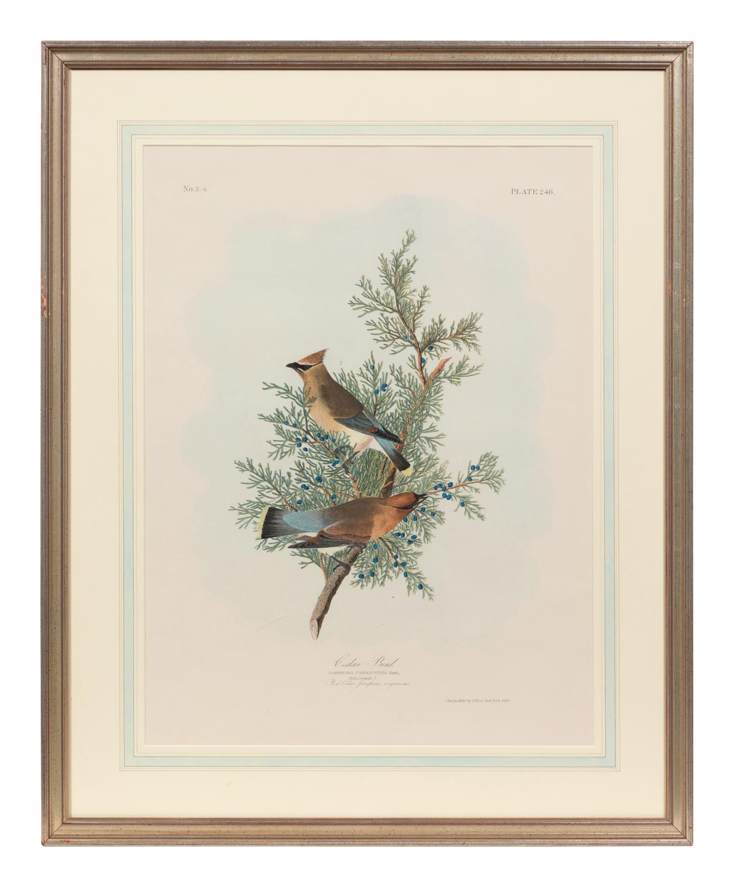 After John James Audubon (American, 1785-1851)