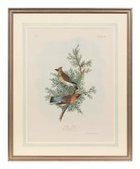 After John James Audubon (American, 1785-1851)