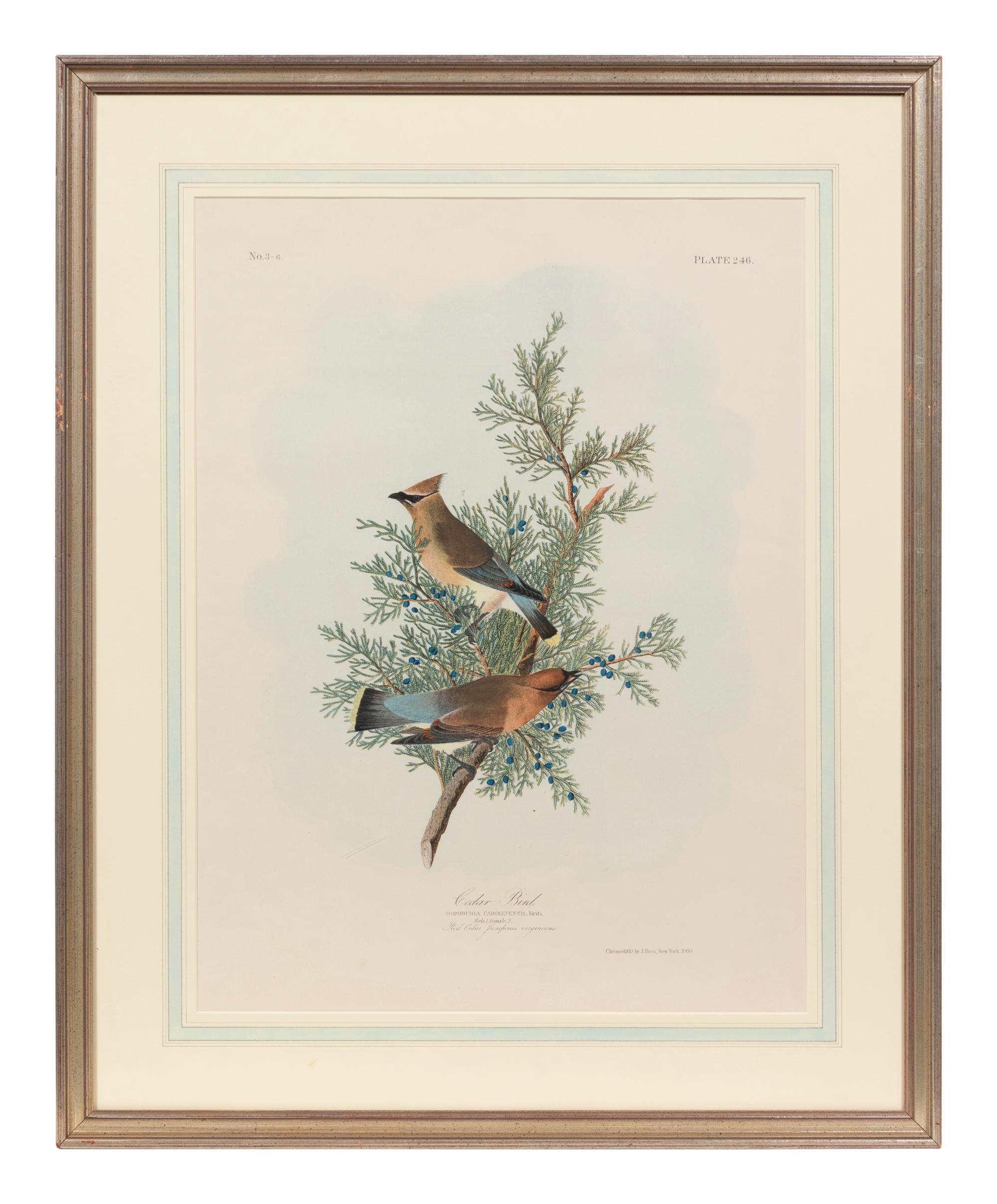 After John James Audubon (American, 1785-1851)