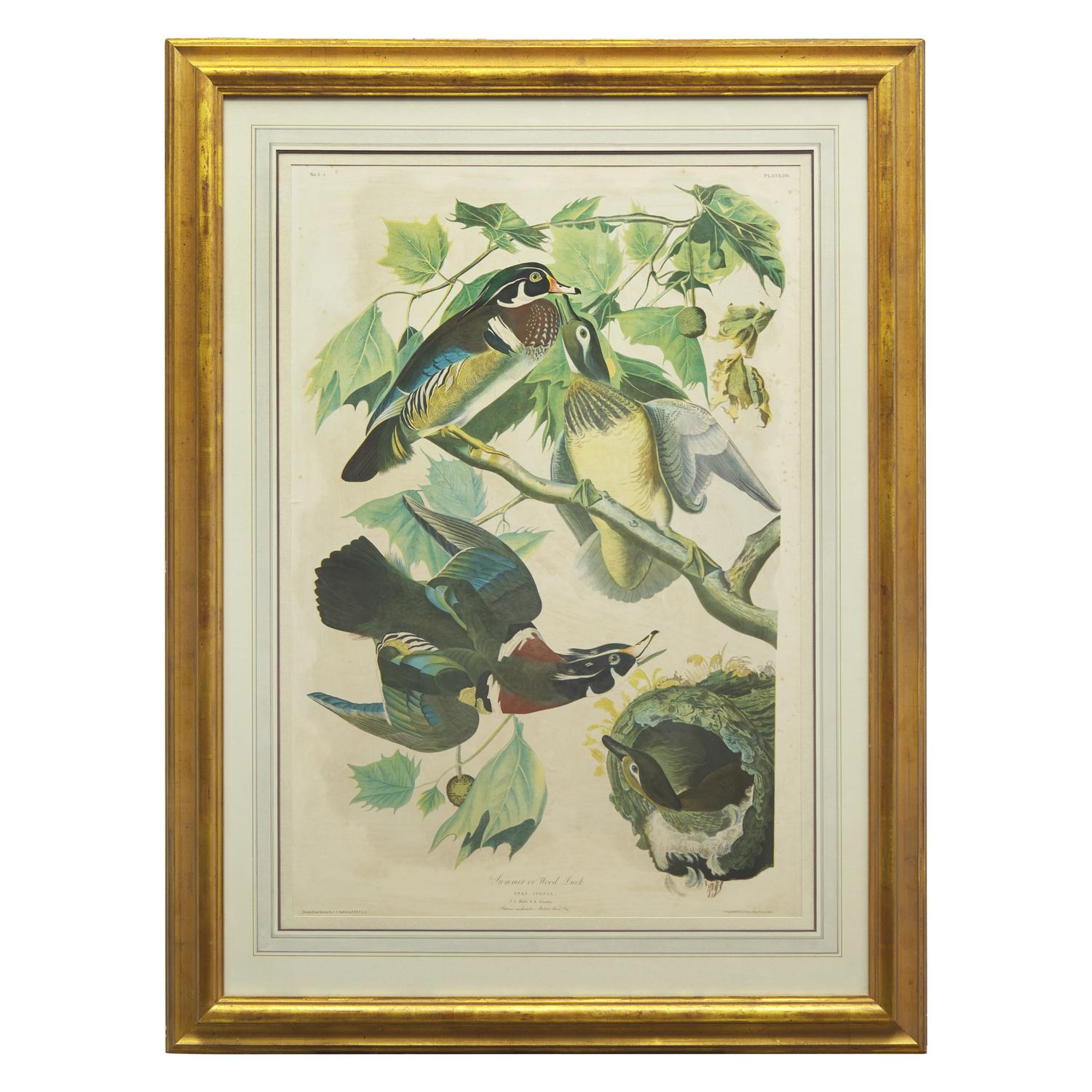 [Natural History] Audubon, John James. Summer or Wood Duck