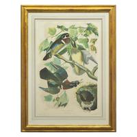 [Natural History] Audubon, John James. Summer or Wood Duck