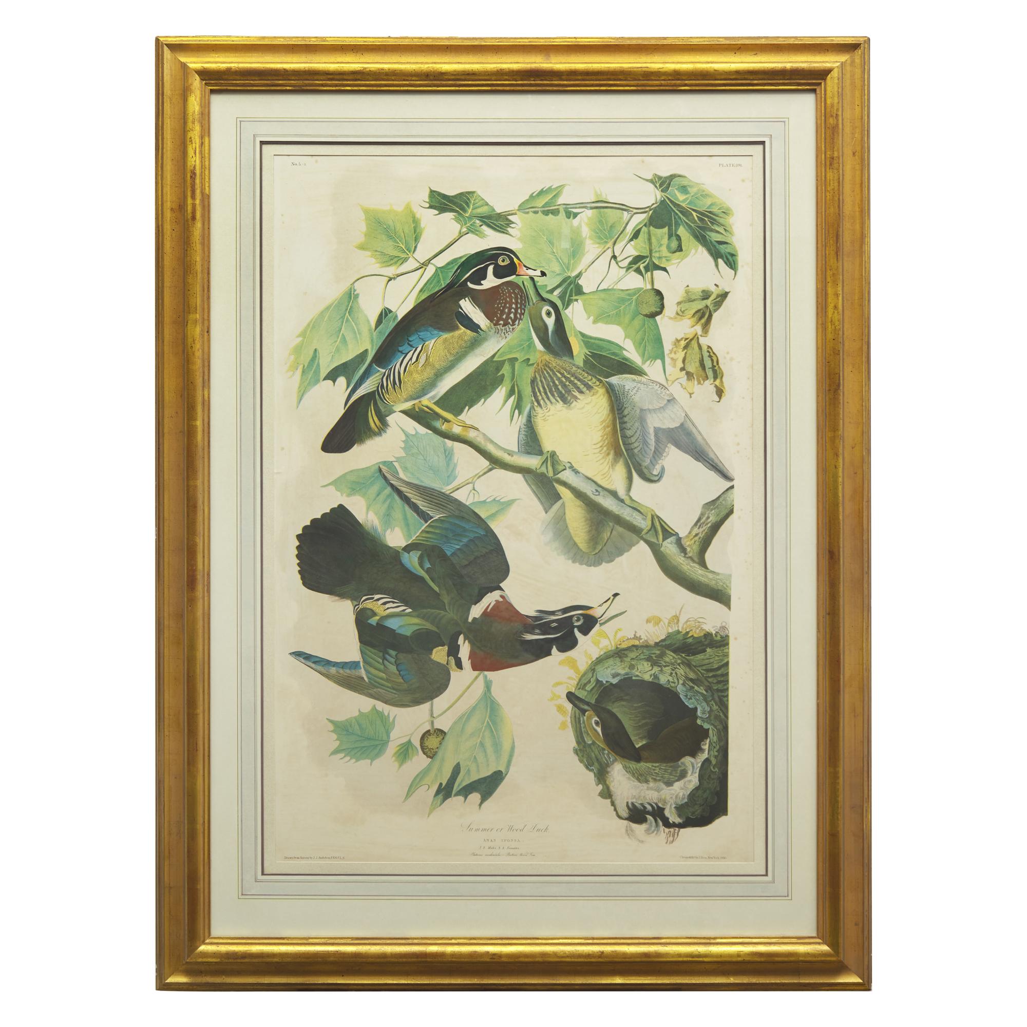 [Natural History] Audubon, John James. Summer or Wood Duck