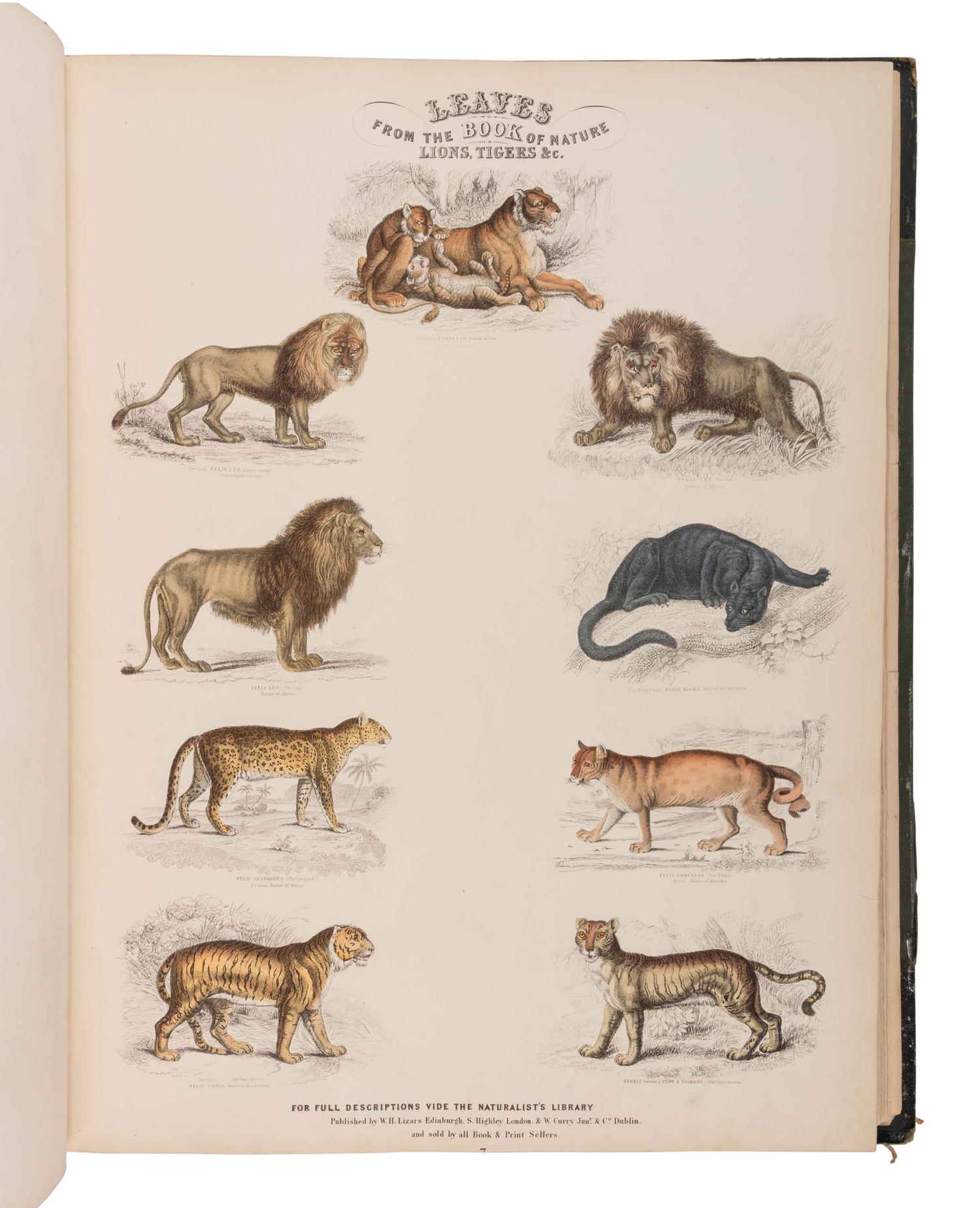 JARDINE, William (1800-1874). Leaves from the Book of Nature, Containing the Principal Illustrations in Jardine's Naturalist's Library . Edinburgh: W.H. Lizars; London: S. Highly; Dublin: W. Curry, [1846].