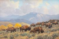 American Bison