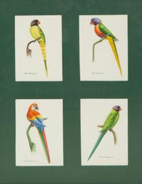 Birds: Illustration for a Book