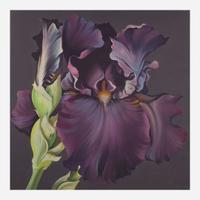 Lowell Nesbitt (American, 1933–1993) Purple Iris on Grey