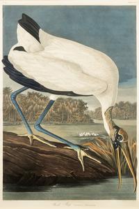 [Prints] Audubon, J(ohn). J(ames). Wood Ibis