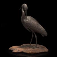 A Japanese patinated bronze figure of a preening heron, signed Kuniharu 日本鹭鸶铜塑 斉木 Meiji / Taisho ?????