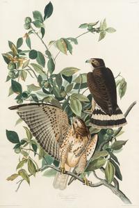 AUDUBON, John James (1785-1851) Broad-winged Hawk (Plate 91)