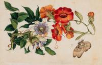 A Set of Twelve Chinese Export Watercolor and Pith Botanical Paintings