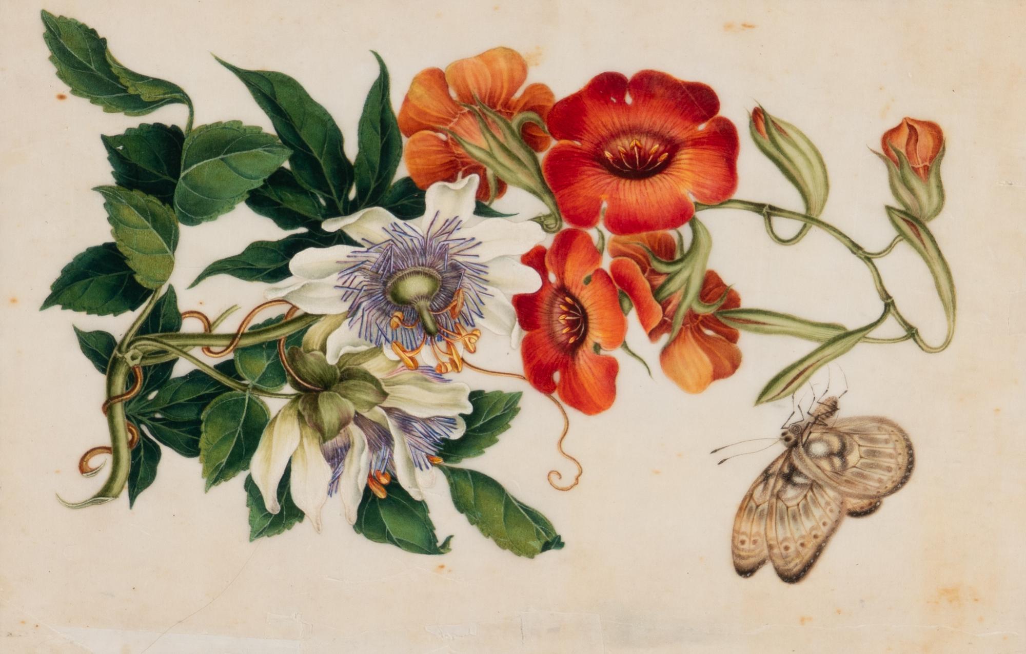 A Set of Twelve Chinese Export Watercolor and Pith Botanical Paintings