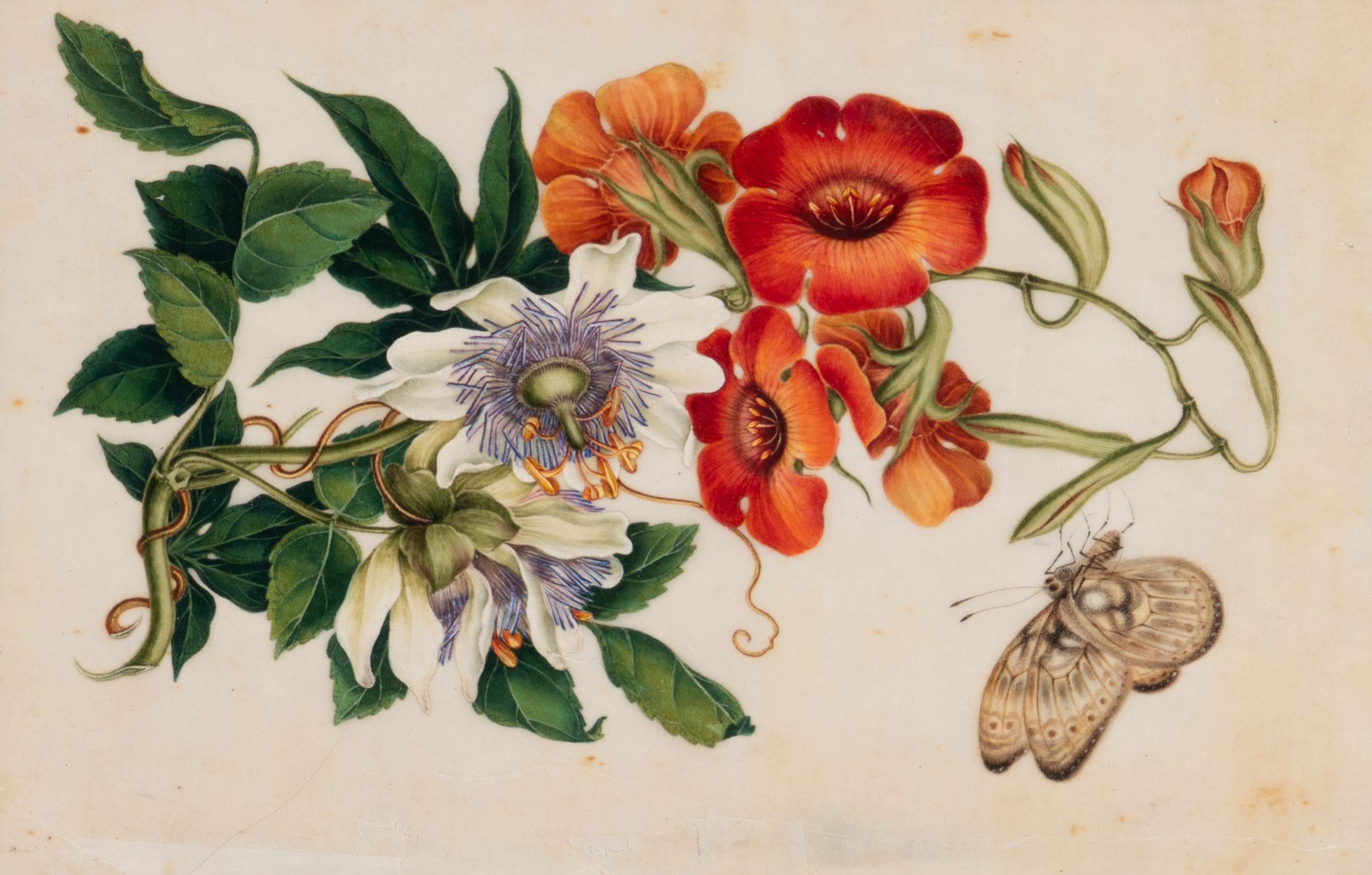 A Set of Twelve Chinese Export Watercolor and Pith Botanical Paintings