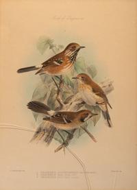 J.G. Keulemans (Dutch, 1842-1912)