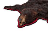 A Taxidermy Brown Bear Rug