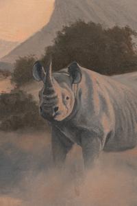 The Hoanib Rhino, Namibia