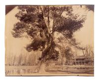 A group of four photographs ( Cactus [Nice], before 1900 ; Pommiers [et blés] , 1910 or earlier; Sapin ([Petit] Trianon , 1910 or earlier; Palmier , before 1900)