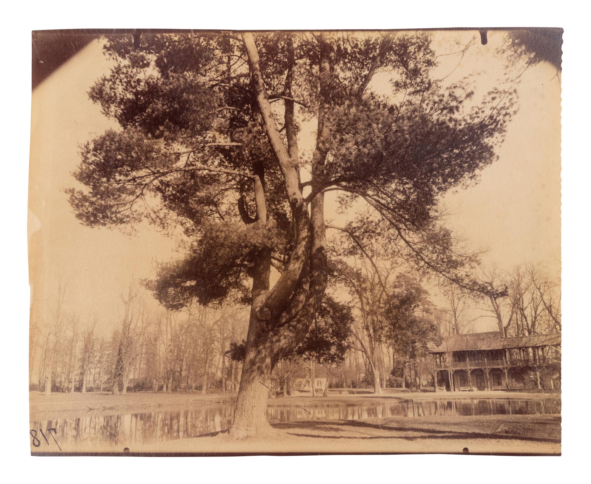 A group of four photographs ( Cactus [Nice], before 1900 ; Pommiers [et blés] , 1910 or earlier; Sapin ([Petit] Trianon , 1910 or earlier; Palmier , before 1900)