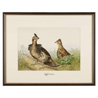 ALEXANDER POPE JUNIOR (AMERICAN 1849-1924) "BLACK DUCK" FROM UPLAND GAME BIRDS AND WATERFOWL OF THE UNITED STATES