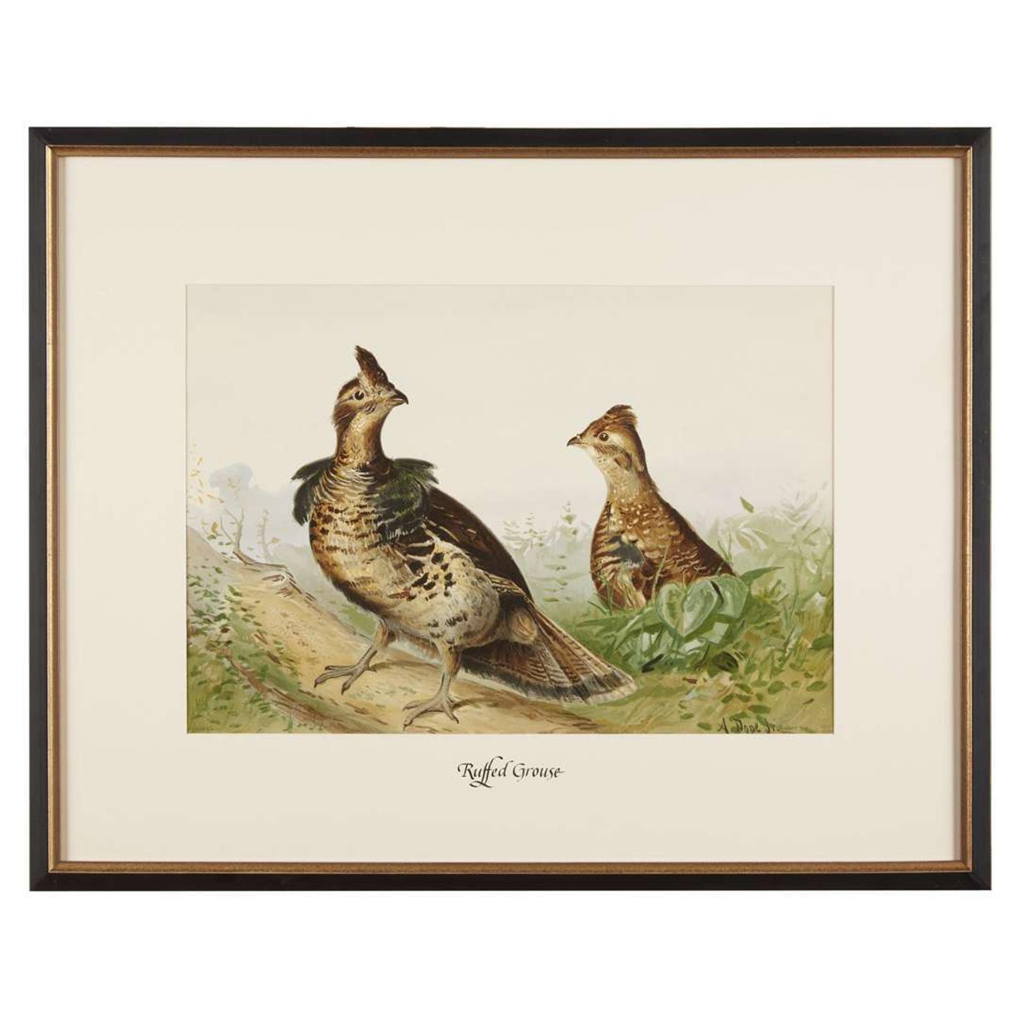 ALEXANDER POPE JUNIOR (AMERICAN 1849-1924) "BLACK DUCK" FROM UPLAND GAME BIRDS AND WATERFOWL OF THE UNITED STATES
