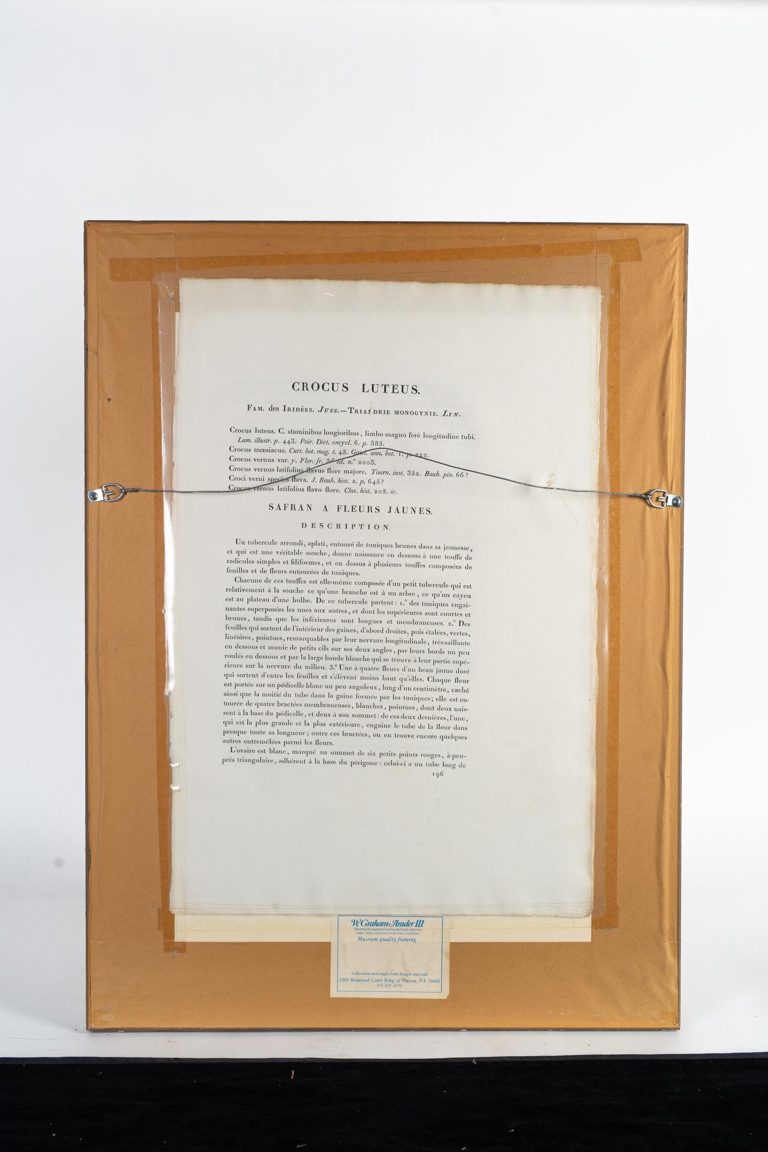Six Colored Botanical Engravings