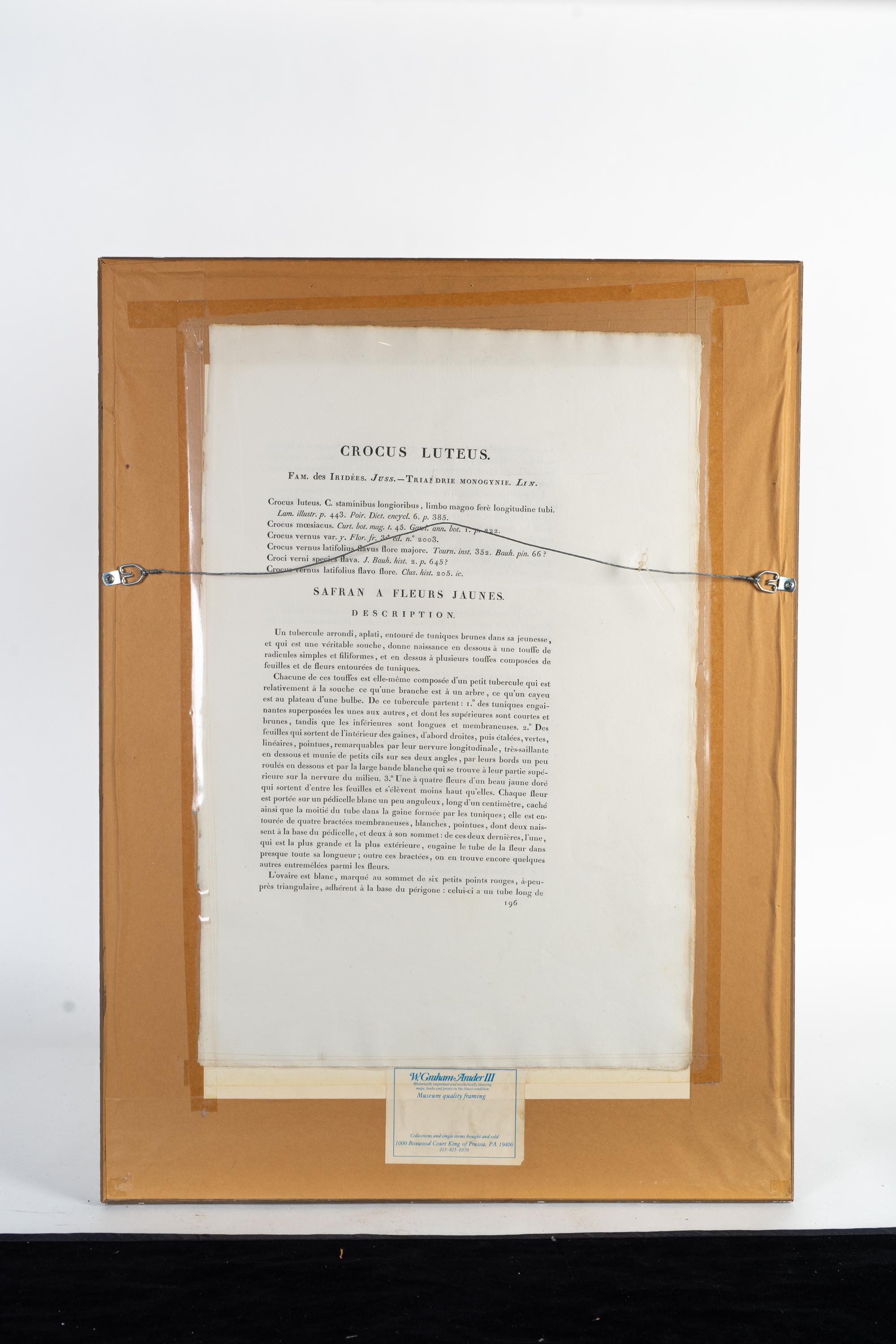 Six Colored Botanical Engravings