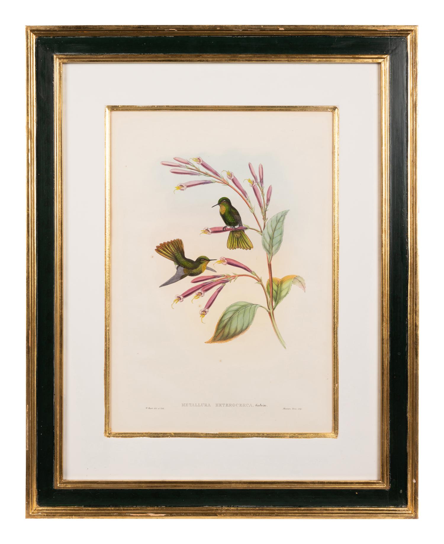 John Gould (British, 1804-1881)