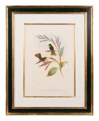 John Gould (British, 1804-1881)