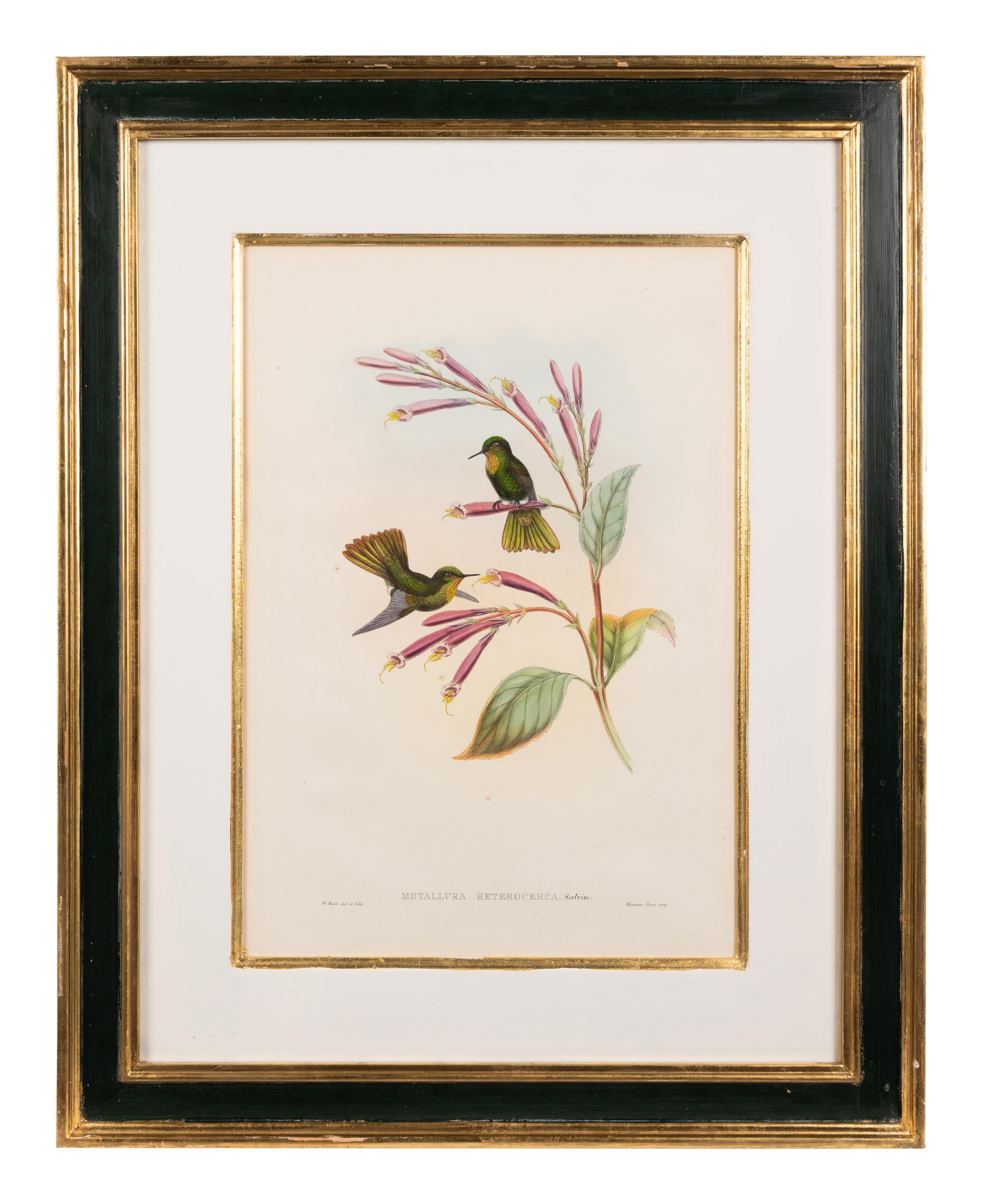 John Gould (British, 1804-1881)