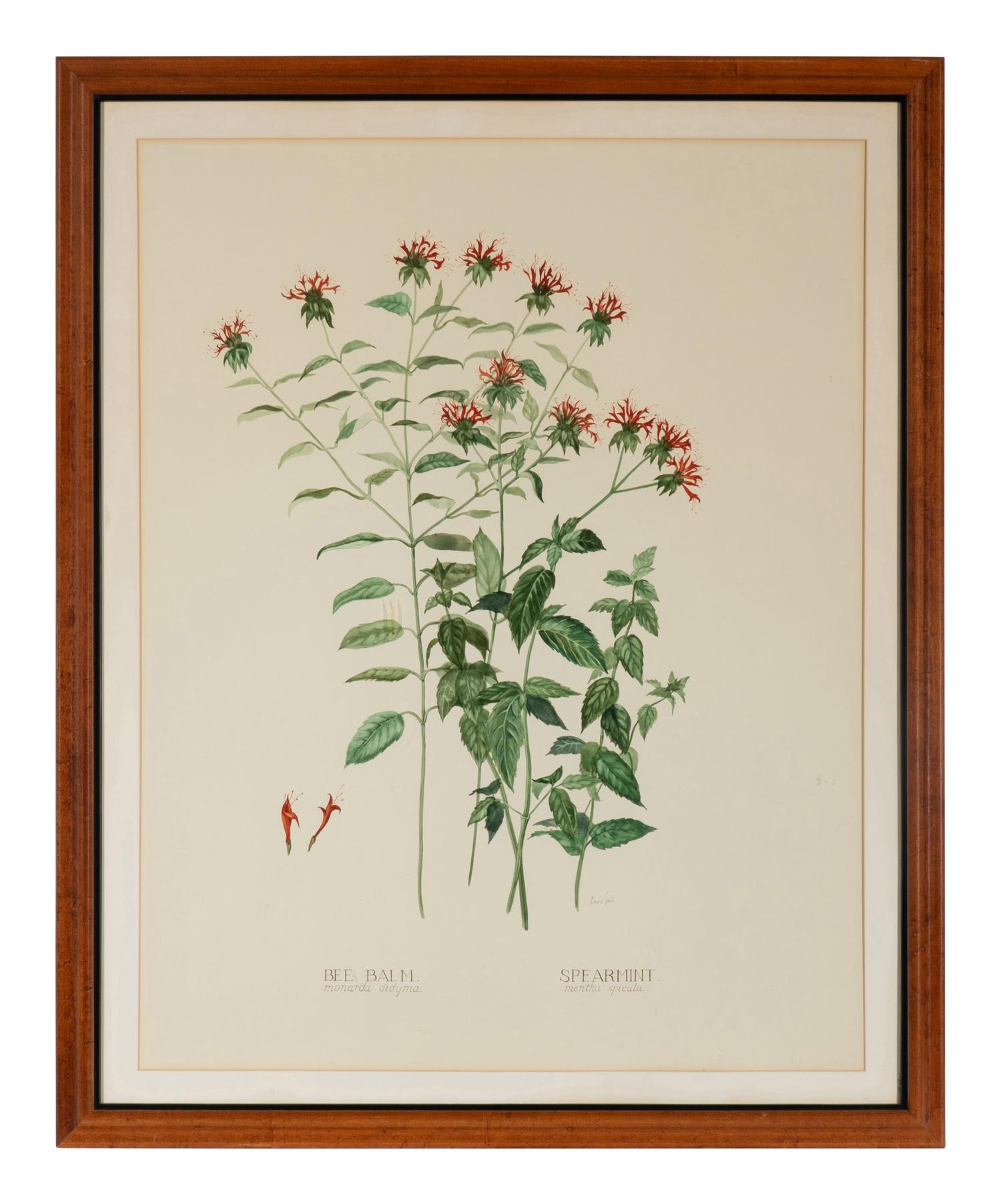 Four Louise Smith Watercolor Botanical Illustrations