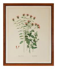 Four Louise Smith Watercolor Botanical Illustrations