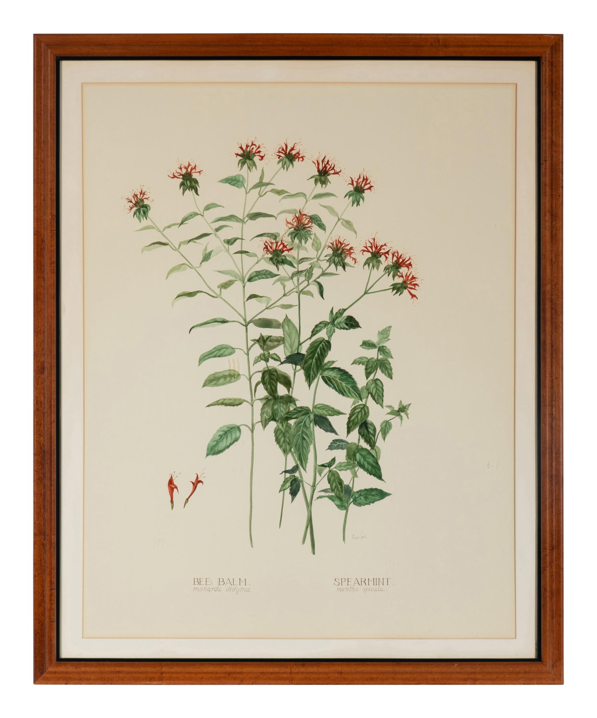 Four Louise Smith Watercolor Botanical Illustrations