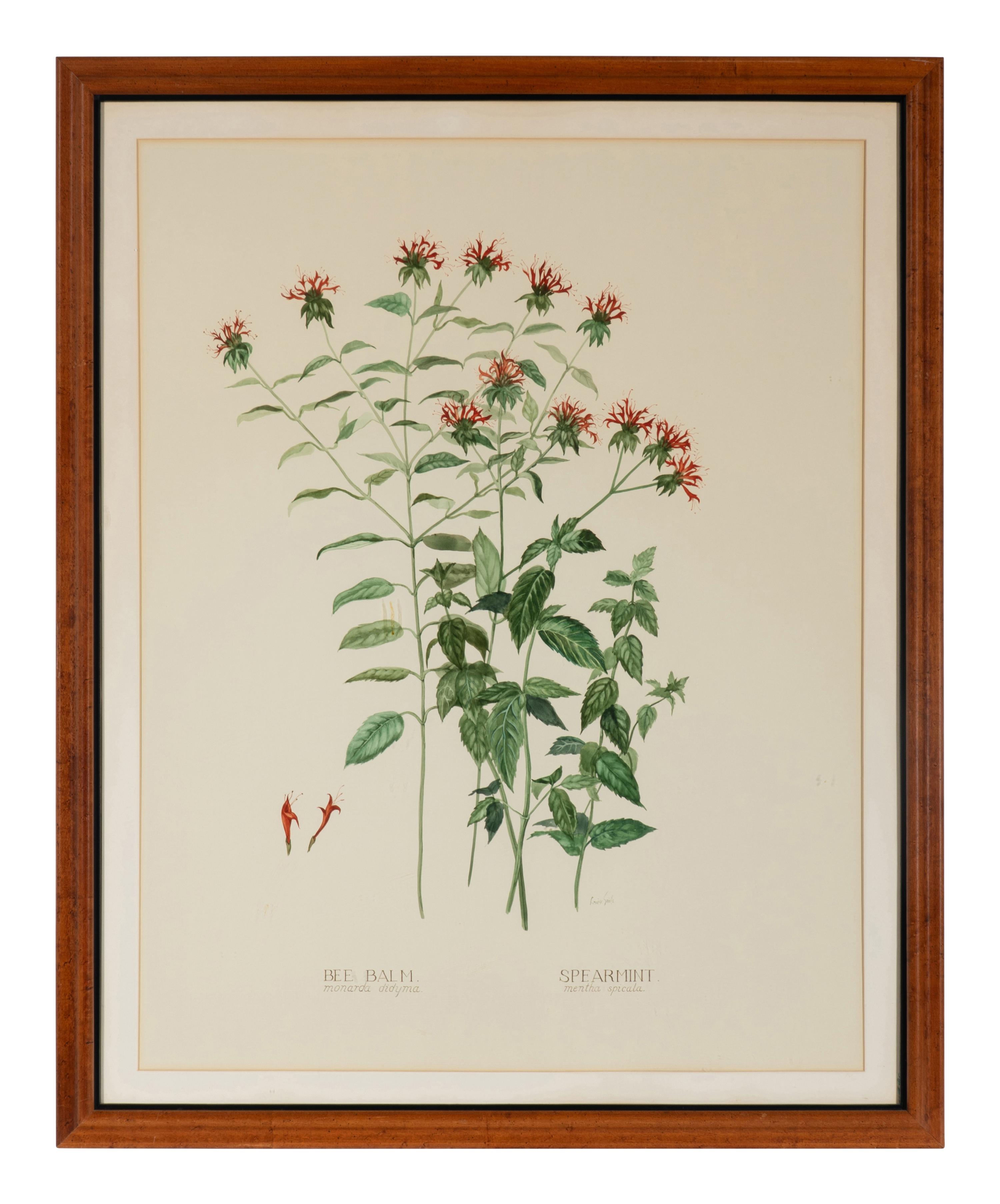 Four Louise Smith Watercolor Botanical Illustrations