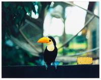 Untitled from Modernismo Tropical, 2002 (a pair of works)