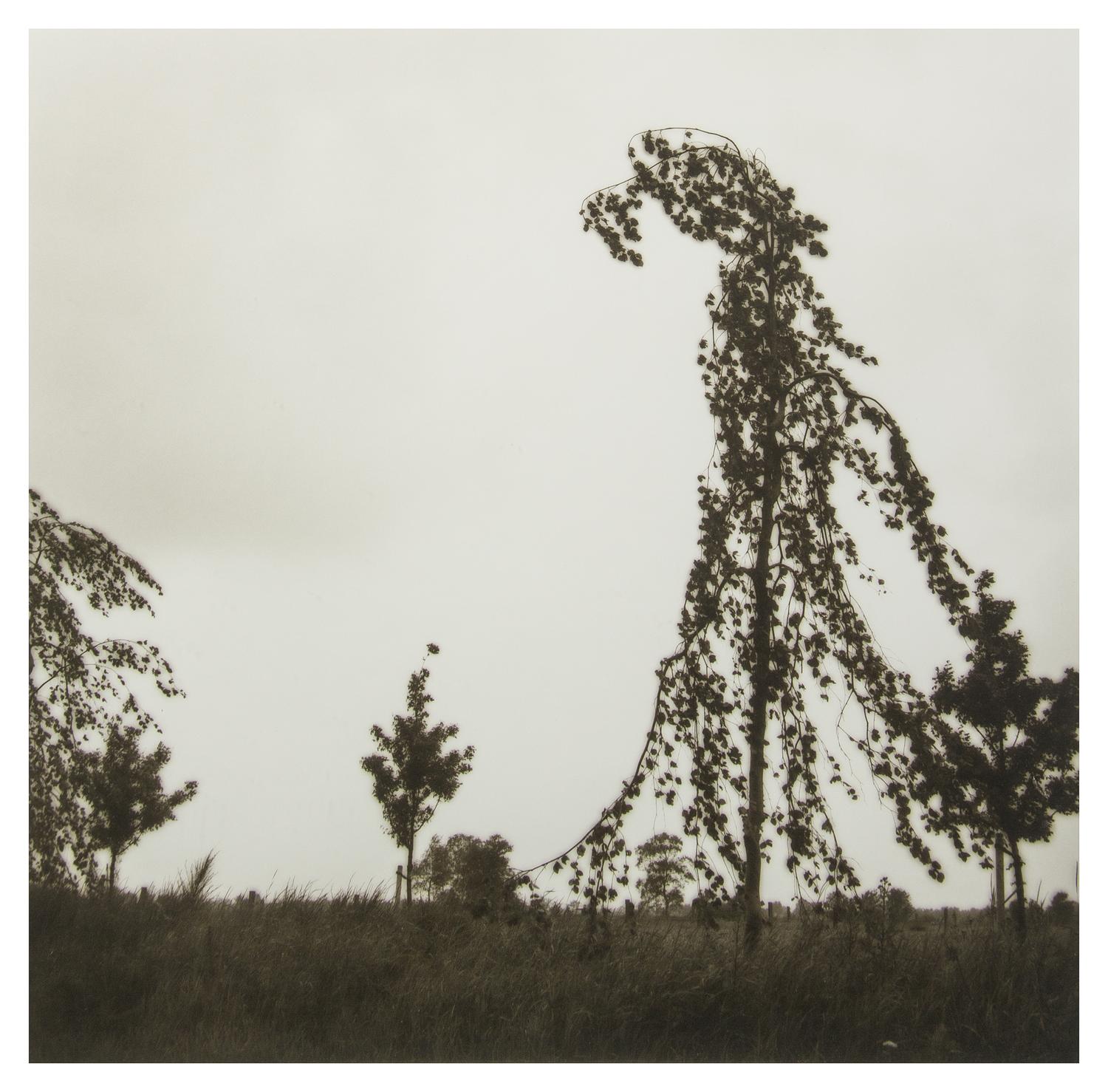 Lynn Geesaman, (American, b. 1938), Friesland, Germany, 1993