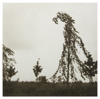 Lynn Geesaman, (American, b. 1938), Friesland, Germany, 1993
