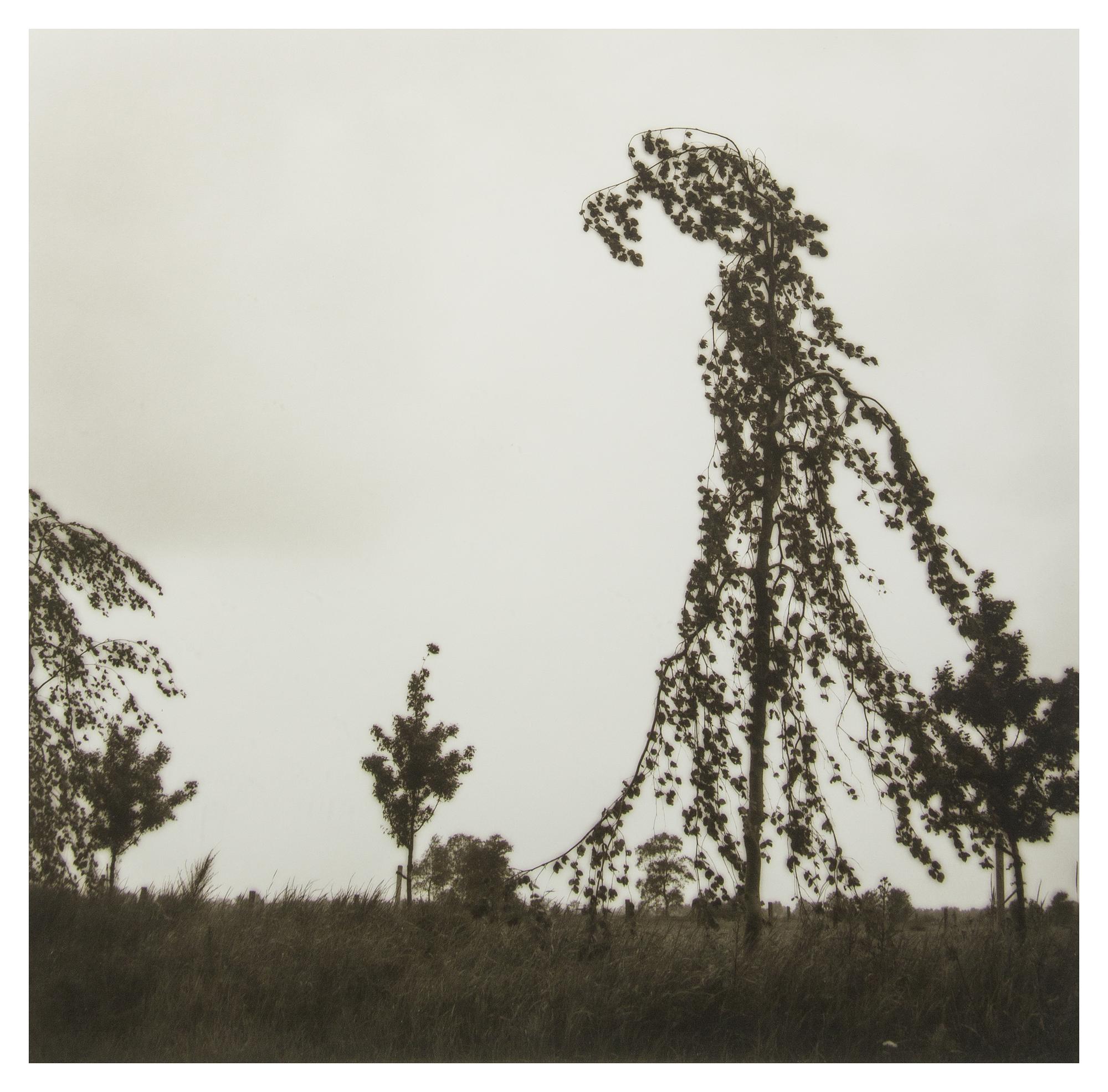 Lynn Geesaman, (American, b. 1938), Friesland, Germany, 1993