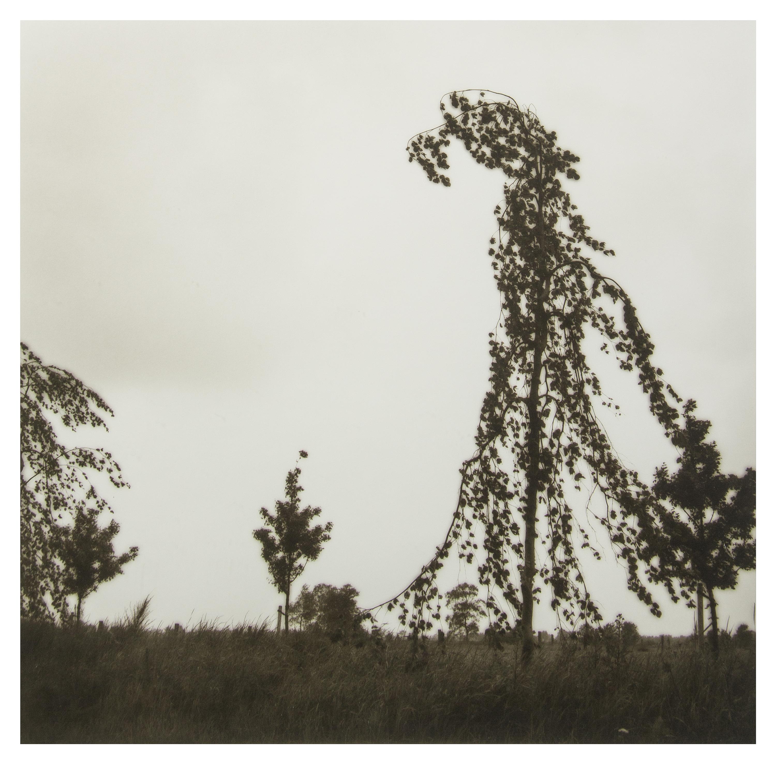Lynn Geesaman, (American, b. 1938), Friesland, Germany, 1993