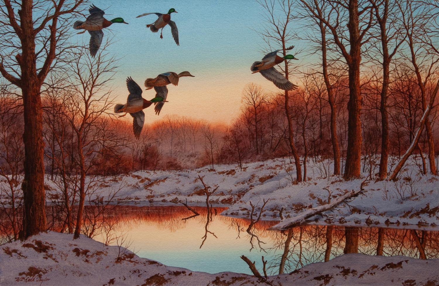 Untitled Watercolor of Mallards in Flight