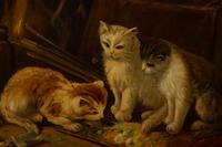 Curious Cats