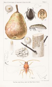 (BOTANY) U.S. DEPARTMENT OF AGRICULTURE. A group of 20 chromolitho. plates of fruit and nuts.