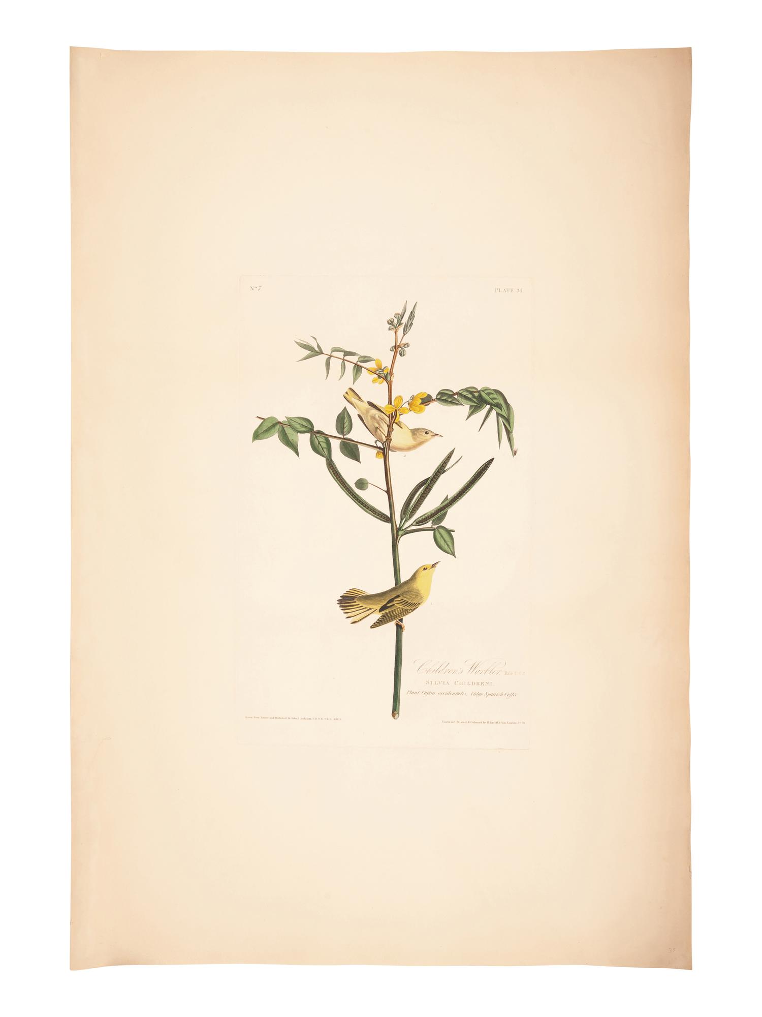 AUDUBON, John James (1785-1851).